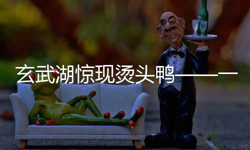 玄武湖驚現(xiàn)燙頭鴨——一道獨特的自然奇觀新聞