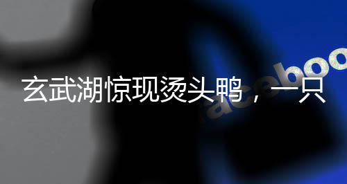 玄武湖驚現(xiàn)燙頭鴨，一只鴨子引發(fā)的自然觀察與熱議