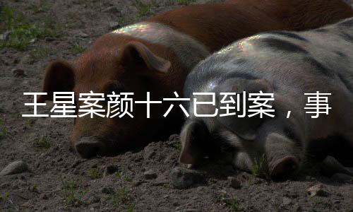 王星案顏十六已到案，事件詳細(xì)解析與后續(xù)關(guān)注