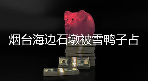 煙臺海邊石墩被雪鴨子占領(lǐng)，冬日獨(dú)特景象成新話題