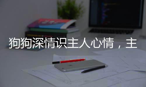 狗狗深情識(shí)主人心情，主動(dòng)安慰觸動(dòng)心靈