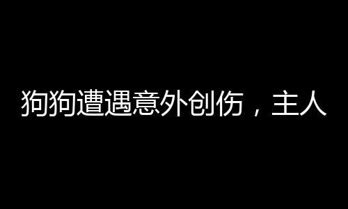 狗狗遭遇意外創(chuàng)傷，主人緊急處理貼創(chuàng)口貼——?jiǎng)游锉Ｗo(hù)與急救知識(shí)普及