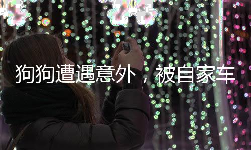 狗狗遭遇意外，被自家車壓傷后獨自離家，故事引人深思