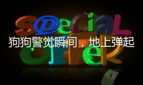 狗狗警覺瞬間，地上彈起震撼場景