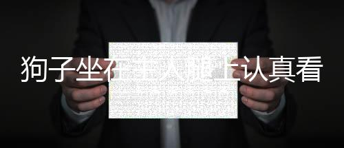 狗子坐在主人腿上認(rèn)真看電視，一人一犬共享的溫馨時(shí)光