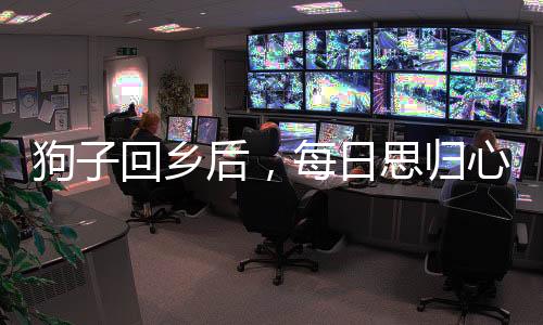 狗子回鄉(xiāng)后，每日思?xì)w心切，人與狗之間的情感紐帶