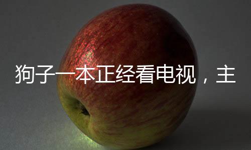 狗子一本正經(jīng)看電視，主人腿上享受悠閑時光