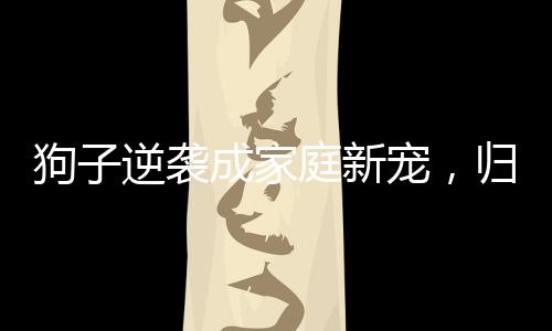 狗子逆襲成家庭新寵，歸來，責(zé)任感重生過年回家的狗子已經(jīng)成為家中的得力助手