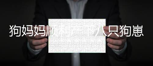 狗媽媽順利產(chǎn)下八只狗崽，帶娃時(shí)表現(xiàn)出暴躁情緒