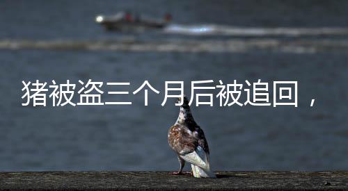 豬被盜三個(gè)月后被追回，竟然重了百斤！神奇經(jīng)歷揭示失而復(fù)得的喜悅