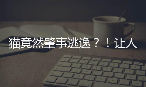 貓竟然肇事逃逸？！讓人震驚的交通真相揭秘