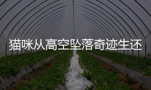 貓咪從高空墜落奇跡生還，一場(chǎng)意想不到的奇跡經(jīng)歷的故事