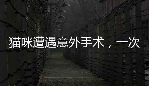 貓咪遭遇意外手術(shù)，一次令人震驚的絕育與脾臟摘除事件