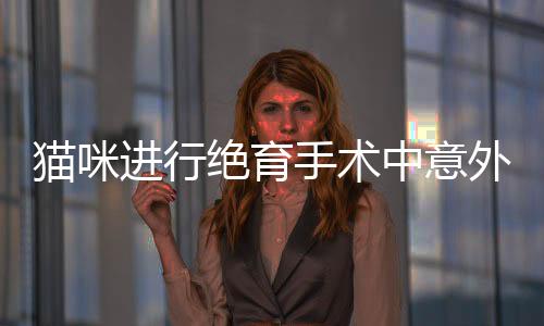 貓咪進(jìn)行絕育手術(shù)中意外摘除脾臟，專家解讀與警示