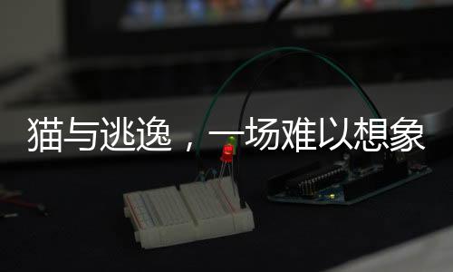 貓與逃逸，一場難以想象的肇事逃逸事件揭秘