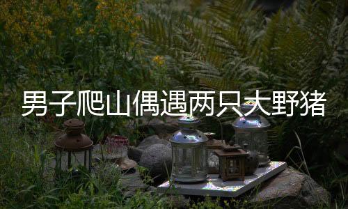 男子爬山偶遇兩只大野豬，一次驚喜而又刺激的森林冒險(xiǎn)