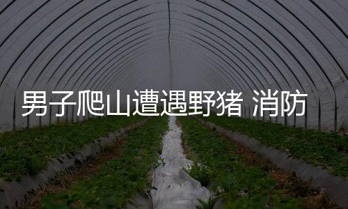 男子爬山遭遇野豬 消防緊急出動(dòng)