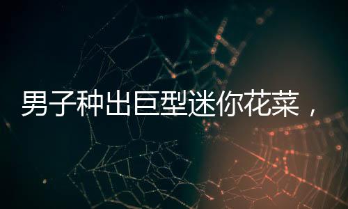 男子種出巨型迷你花菜，一口氣能吃數(shù)畝地——令人驚嘆的農(nóng)業(yè)奇跡