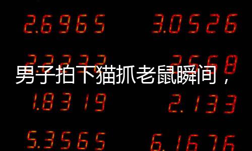 男子拍下貓抓老鼠瞬間，揭秘自然界的生存智慧