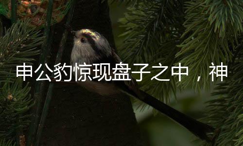 申公豹驚現(xiàn)盤子之中，神秘事件揭秘
