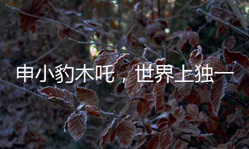 申小豹木吒，世界上獨(dú)一無(wú)二，鏡像般的另一個(gè)我