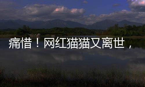 痛惜！網(wǎng)紅貓貓又離世，年僅二十四歲