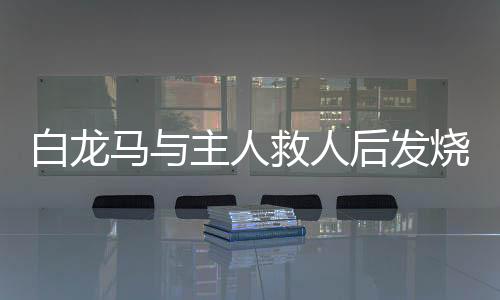 白龍馬與主人救人后發(fā)燒至40度，患難與共的感人故事