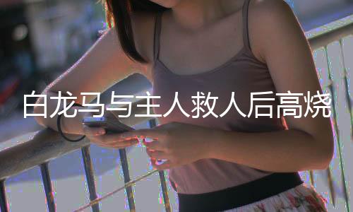 白龍馬與主人救人后高燒不退，英勇事跡感動(dòng)人心