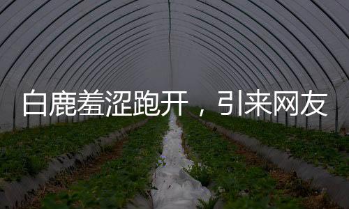 白鹿羞澀跑開，引來(lái)網(wǎng)友熱議