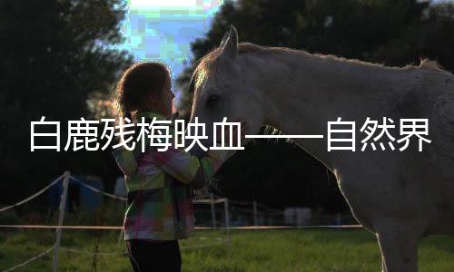 白鹿殘梅映血——自然界的悲歌與生命的頌歌