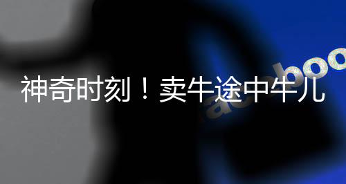 神奇時(shí)刻！賣牛途中牛兒深情下跪，盡顯生命感動(dòng)人心