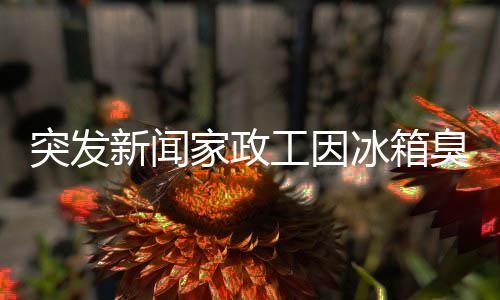 突發(fā)新聞家政工因冰箱臭暈倒，事件引發(fā)社會關(guān)注
