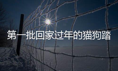 第一批回家過年的貓狗踏上歸途，共筑溫馨團(tuán)圓時(shí)刻