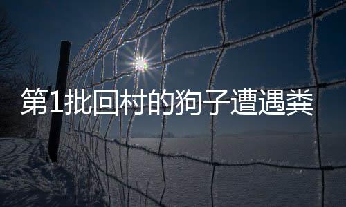 第1批回村的狗子遭遇糞坑危機(jī)