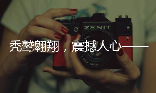 禿鷲翱翔，震撼人心——獨特的禿鷲表演秀亮相城市上空