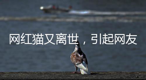 網(wǎng)紅貓又離世，引起網(wǎng)友廣泛關(guān)注與哀悼