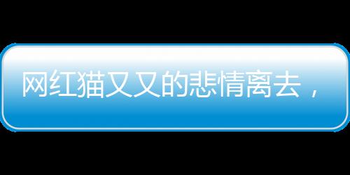 網紅貓又又的悲情離去，生命中的消逝與追思，痛失美好年代的英雄狗影蹤失蹤四年重啟揭秘它的24歲人生故事