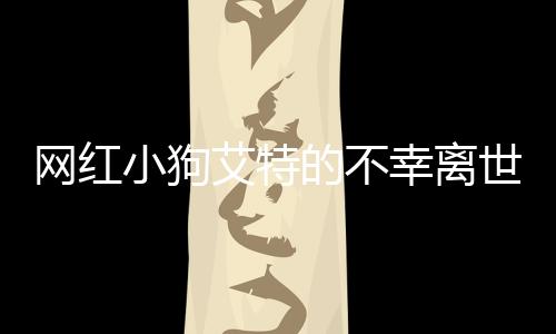 網(wǎng)紅小狗艾特的不幸離世，哀悼與反思