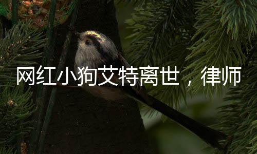 網紅小狗艾特離世，律師解讀相關事宜