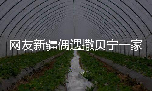 網(wǎng)友新疆偶遇撒貝寧一家四口，幸福的偶遇事件揭秘