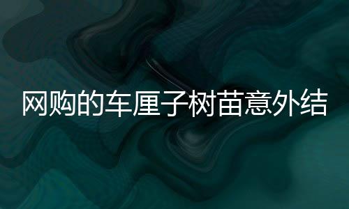網(wǎng)購的車?yán)遄訕涿缫馔饨Y(jié)出海棠果——一次別樣的種植體驗