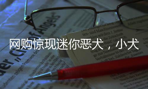 網(wǎng)購(gòu)驚現(xiàn)迷你惡犬，小犬只如襪子般大小，萌態(tài)可掬