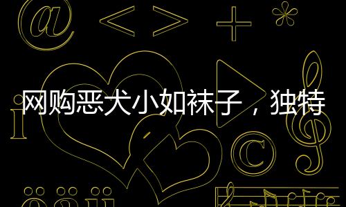 網(wǎng)購惡犬小如襪子，獨特寵物風潮挑戰(zhàn)傳統(tǒng)觀念