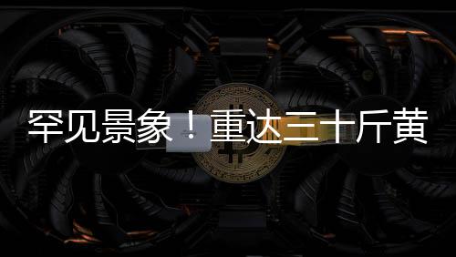 罕見(jiàn)景象！重達(dá)三十斤黃麂闖入村民家中，引發(fā)自然觀察熱潮