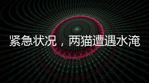緊急狀況，兩貓遭遇水淹廁所，欠繳費用達539元