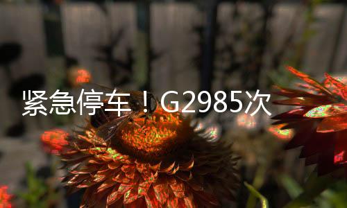 緊急停車！G2985次動車臨停破例救人，上演生命接力賽