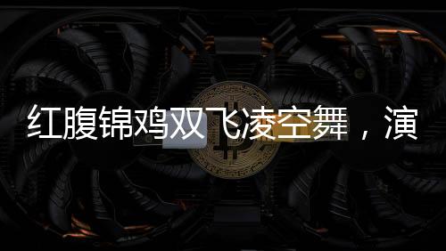紅腹錦雞雙飛凌空舞，演繹自然生態(tài)和諧之美