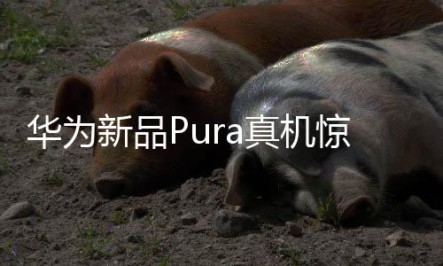 華為新品Pura真機(jī)驚艷亮相，科技美學(xué)的全新詮釋