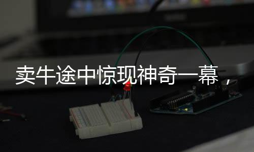 賣牛途中驚現(xiàn)神奇一幕，牛向主人下跪