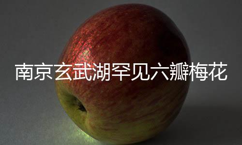 南京玄武湖罕見六瓣梅花綻放，春日美景引眾人矚目